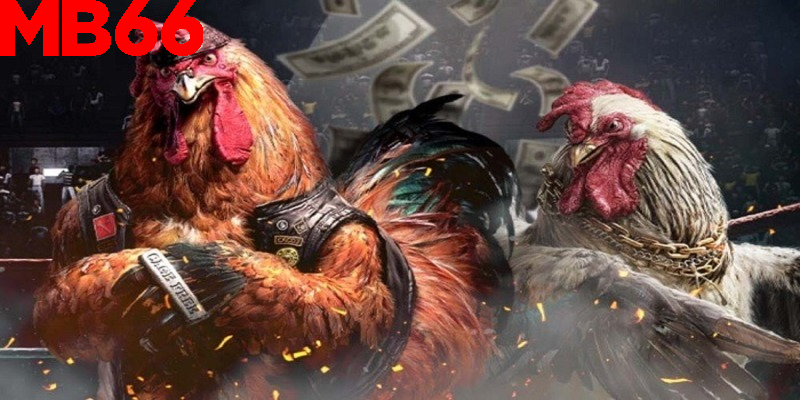 Khám phá các phòng đá gà nổi tiếng tại sảnh sân chơi này