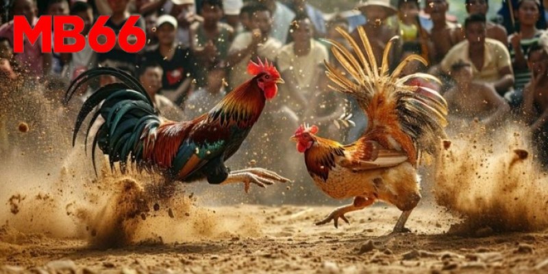  Cách đá gà cựa dao luôn thắng - Giải mã sức hấp dẫn 